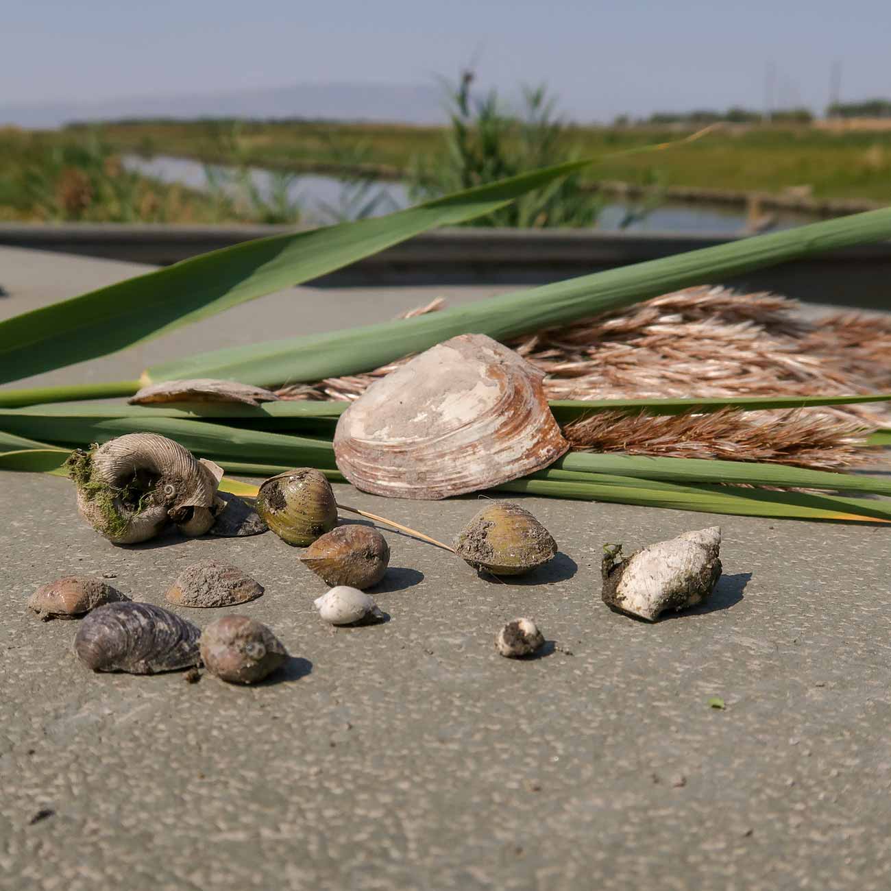 Examples of quagga mussels on a boat