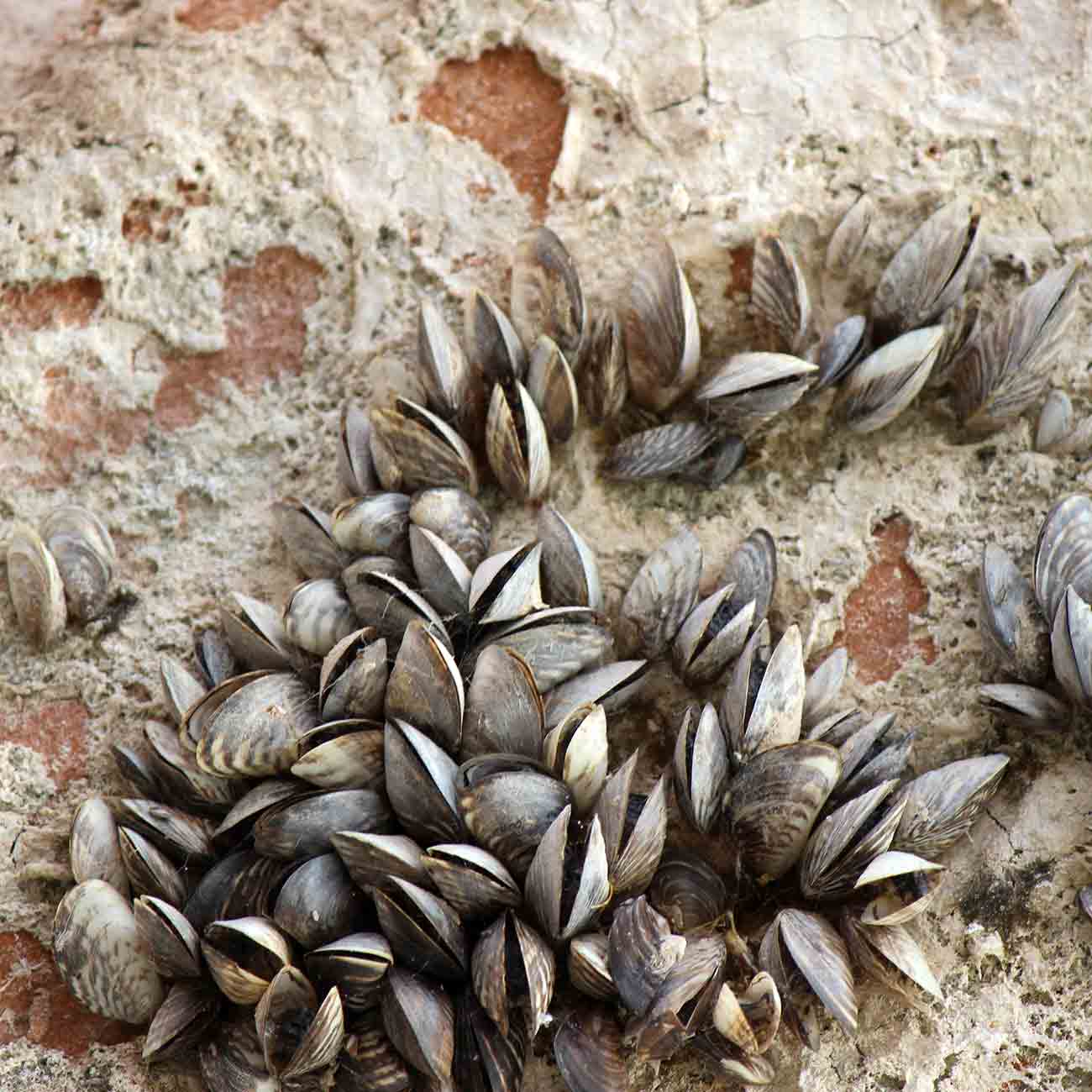 Quagga mussels growing on a rock