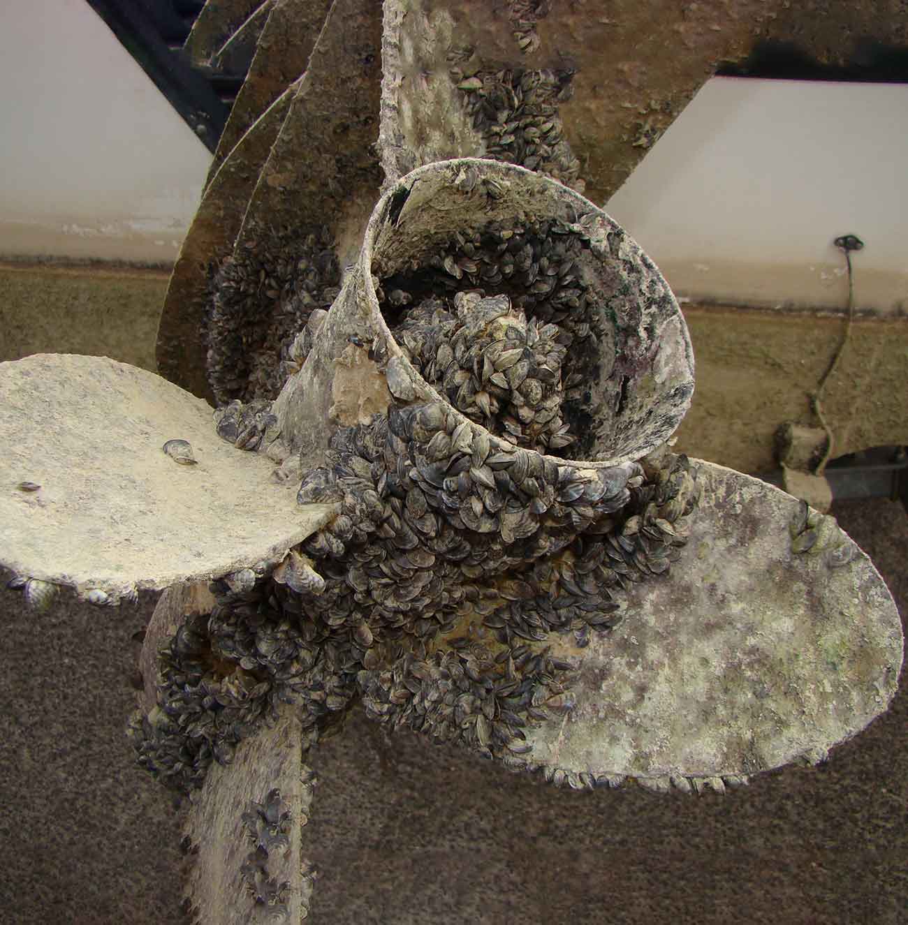 Boat motor encrusted with quagga mussels